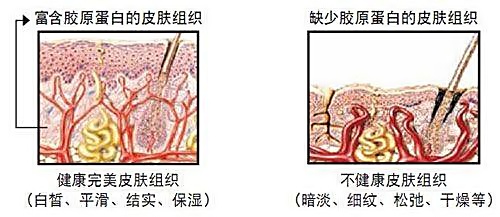 胶原蛋白是什么及功效